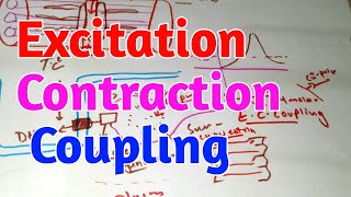 Excitation Contraction Coupling skeletal Muscles Guyton chapter 7 [upl. by Akkina]