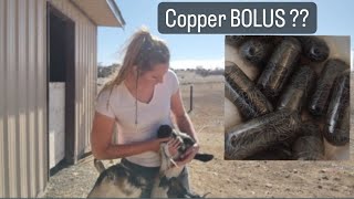 GOAT CARE  How to Copper BOLUS a goat [upl. by Dnalor]