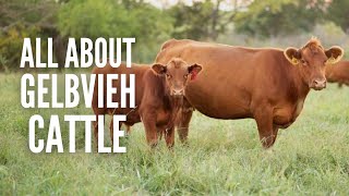 Gelbvieh Cattle Everything You Should Know [upl. by Ilojna60]