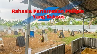 Rahasia Peternak Ayam Philipin Yang Sukses bisa Menghasilkan Puluhan Juta Tiap minggunya [upl. by Shirberg729]