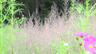 ポール・スミザー Calamagrostis arundinacea var brachytricha ノガリヤス [upl. by Shien154]