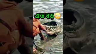 এত বড় মাছ 🦈 Thats a big fish CRAZE Fish catch  shorts fishing bigfish monsterfish [upl. by Siegfried]