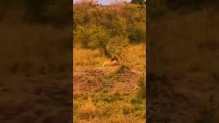 Lion Cub Learns Lesson from Furious Alpha Baboon [upl. by Glanti]