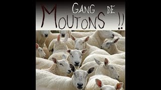 Gang de Moutons clip officiel integral [upl. by Aihselat]