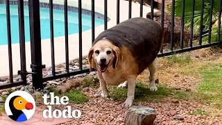 90Pound Beagle Loses 70 Of His Body Weight  The Dodo Faith  Restored [upl. by Gnod875]