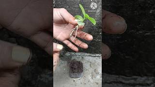 Grow fittonia plant from cuttingHow to grow fittonia plant from cutting at homeshortsviral [upl. by Suellen]