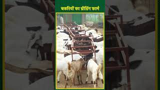 इन दो युवकों ने अपने दम पर खड़ा किया बकरियों का ब्रीडिंग फ़ार्म  Goat Farming  shorts [upl. by Lenette]