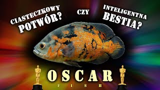 Pielęgnica pawiooka  OSCAR  ciasteczkowy potwór w akwarium [upl. by Rycca]