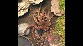 BIG Goliath Birdeater Tarantula Molting Theraphosa stirmi [upl. by Mitzl]