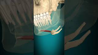 Geniohyoid muscle action hyoid bone elevation muscle bone anatomy [upl. by Losse]