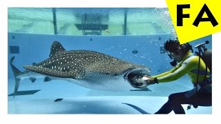 Top 10 biggest SALTWATER FISH in the world [upl. by Zara]