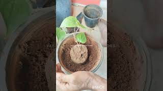 tamalapakuplantingTambulam vishishtataTamalapaku mokka entlo undavachhabetal leaf planting [upl. by Jackquelin]