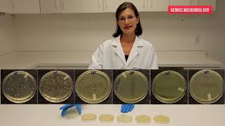 How to Perform Serial Dilution in Microbiology [upl. by Bernie]