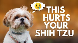 5 Everyday Things That HURT Your Shih Tzu’s Feelings [upl. by Kealey471]