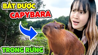 Bắt Được CAPYBARA Ngoài Đời Thật Trong Rừng  Vê Vê Channel [upl. by Ralina]