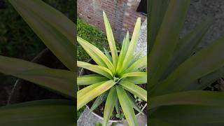 Pineapple plant 🍍shorts gardening trendingshorts viralvideo [upl. by Symer544]