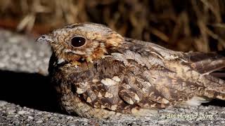 Rednecked Nightjar [upl. by Anirad348]