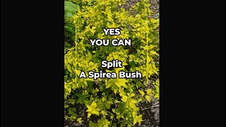 YES YOU CAN Split a Spirea Bush to make more bushes [upl. by Onez29]