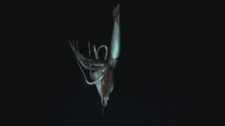 AMAZING VIDEO Giant squid filmed in deep sea habitat for the first time [upl. by Ennasor963]