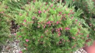 Grevillea Clear View David [upl. by Nosrac]