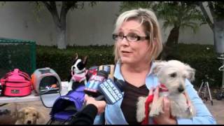 LAX Press Conference Holiday Travel Tips with TSA CBP and Pet Safety Lady [upl. by Akenn]