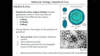 Virology Chapter 12 Part 2 Hepatitis Viruses [upl. by Blithe832]