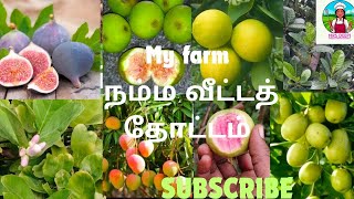 Fruits and Tree Farming FruitFarming Tree Farming Orchard Management organicfarmingcultivation [upl. by Dalpe708]