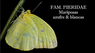 ENTOMOLOGÍA  Mariposas azufre y blancas  Familia Pieridae [upl. by Shedd]