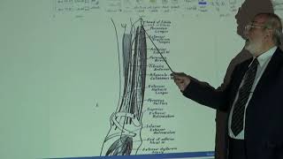 Anatomy of lower limb 53  Superficial fibular nerve   by Dr Wahdan [upl. by Yeargain]