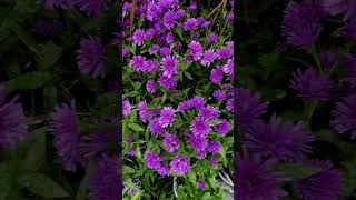 Asters The EasyCare Stars of Your Fall Garden Get that At Frost Farms Garden Center MDI Maine [upl. by Cleary]