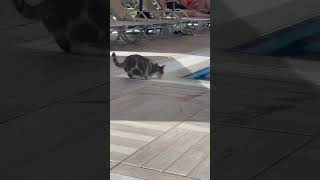 Cat Takes a Drink in 40° Turkish Heat [upl. by Zetrac]