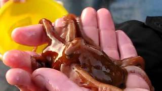 East Pacific Red Octopus Octopus rubescens [upl. by Carole]