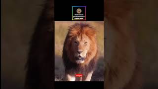 Attitude of Lion🦁 shorts youtubeshorts viral lion [upl. by Emlynne956]