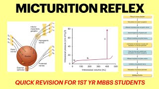 Micturition reflex  Renal physiology  Cystometrogram physiology  MBBS 1st yr physiology lecture [upl. by Aissenav]