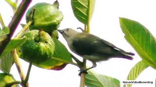 Beautiful Thick Billed Flowerpecker Bird [upl. by Rotman]