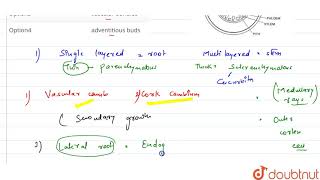 pericycle of roots produces [upl. by Armalla]