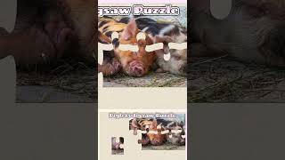 018 Piglets Animal Jigsaw Puzzle [upl. by Aiouqahs]