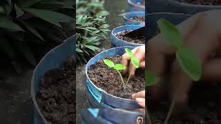 Easy Cheap Tips for growing cucumbers in recycled plastic containers Lots of fruit1 grow shorts [upl. by Guttery]