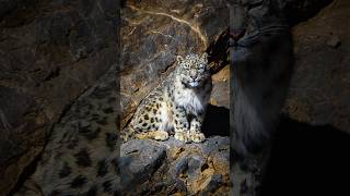 Enchanting World Of The Snow Leopard  Snow Leopard Expedition  4K Video  Wild Wonders Expeditions [upl. by Ridglee]