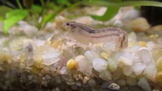 Cambarellus diminutus  Least Crayfish  In its finest colors [upl. by Winfred872]