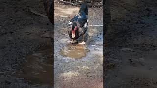 Muscovy duck duck duckbill lovelyduck swan meeting swans animals animalworld chicken [upl. by Oivalf]