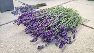 Lavendel Duft richtig trocken Tutorial Tipp [upl. by Dibbell]