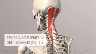 Spine Series 13 Neck Muscles Semispinalis Capitis 3D Animation [upl. by Lori990]