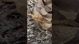 Do Copperheads get a bad wrap [upl. by Fauman120]