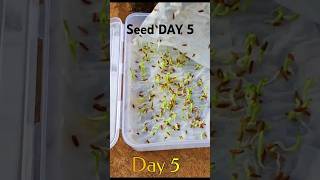 Easy Way To Grow Seed  Seed Germination Fast shorts seed germination grow youtubeshorts [upl. by Ynohtn]