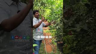 ലോങ്കനുകളിലെ ഒരേ ഒരു രാജാവ് double longon Longonfruit fruit king [upl. by Novi282]