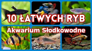 10 ŁATWYCH RYB do Akwarium Słodkowodnego [upl. by Else597]