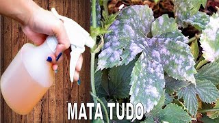 Mata Fungos Oídio e Mofo nas plantas Receita rápida sem gastar nada [upl. by Alemap]