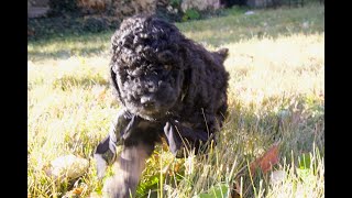 Temperament Testing for Hachi – Male Phantom Moyen Poodle Puppy  Funny Farm Poodles amp Doodles [upl. by Raymund]