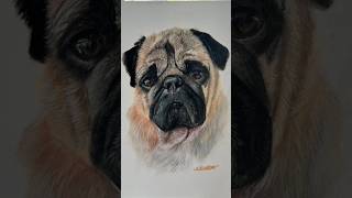 Carlino a pastel ArteRealistaDibujoDeMascotasRetratoDePugArteAnimalPugDrawingArteHiperrealista [upl. by Zolner]